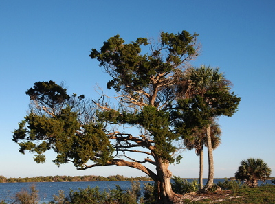 [The palm furthest to the right has a slightly rightward bow to it while the palm beside it has a straight trunk. Both palms are significantly shorter than the top of the cedar tree which has a very wide trunk. The cedar tree has one branches heading to the left of the main trunk while the trunk is fairly straight as it heads skyward until the top section of it heads toward the right. There are sections of the tree which seems to be missing its greenery, but there is still a lot of green sections left on the tree. All three trees are not far from the edge of the lagoon. The water and barrier islands are visible at the lower edge of the image.]